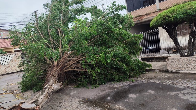 Ventos intensos e chuvas causam quedas de árvores e alagamentos em Aracaju