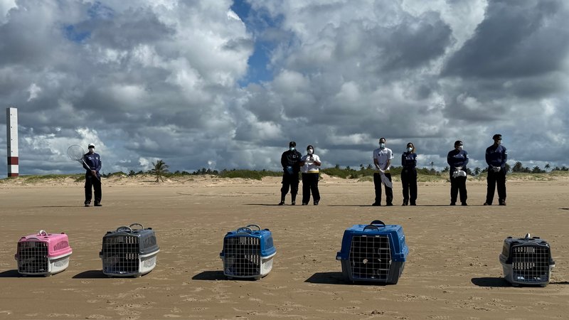 Cinco aves marinhas são reabilitadas e devolvidas à natureza em Sergipe | Sergipe