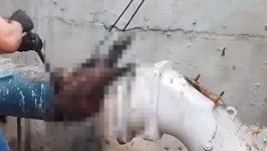 SAAE de São Cristóvão desmente informação sobre capivara em tubulação de água