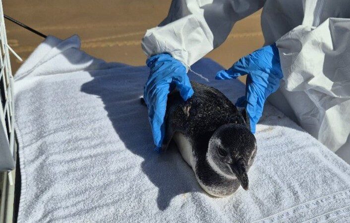 Pinguim-de-Magalhães é encontrado debilitado em praia de Sergipe e morre após resgate