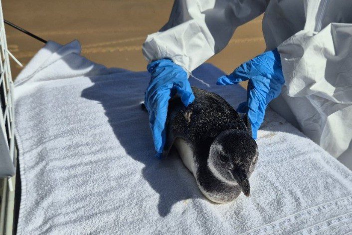 Pinguim-de-Magalhães é encontrado debilitado em praia de Sergipe e morre após resgate