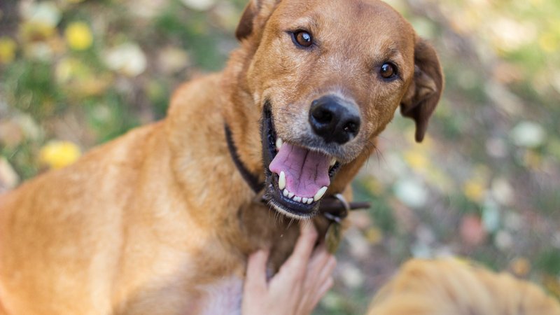 Alerta de fofura: RioMar Aracaju promove o primeiro encontro de cães Caramelo