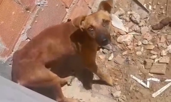 Cachorro em situação de maus-tratos é resgatado de obra no bairro Santa Maria
