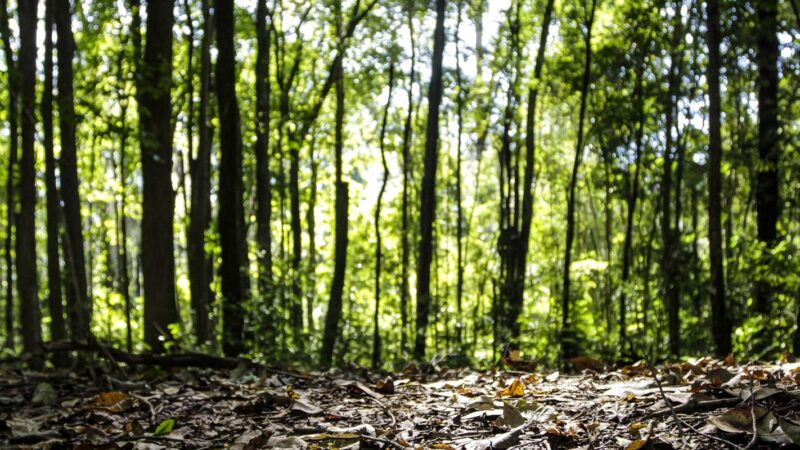 Produção florestal brasileira soma R$ 44,3 bilhões em 2024 e avança 16,7%