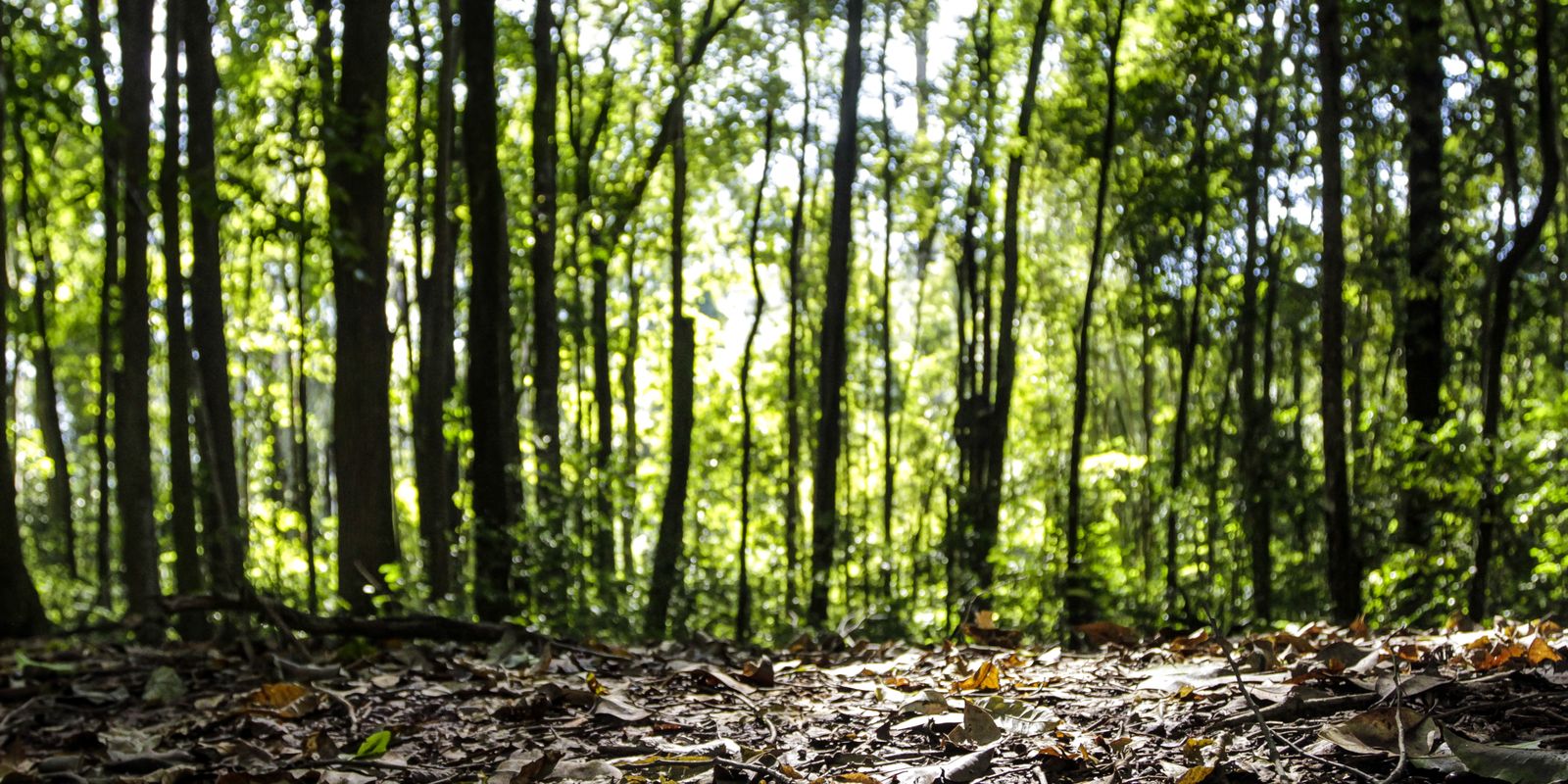 Produção florestal brasileira soma R$ 44,3 bilhões em 2024 e avança 16,7%