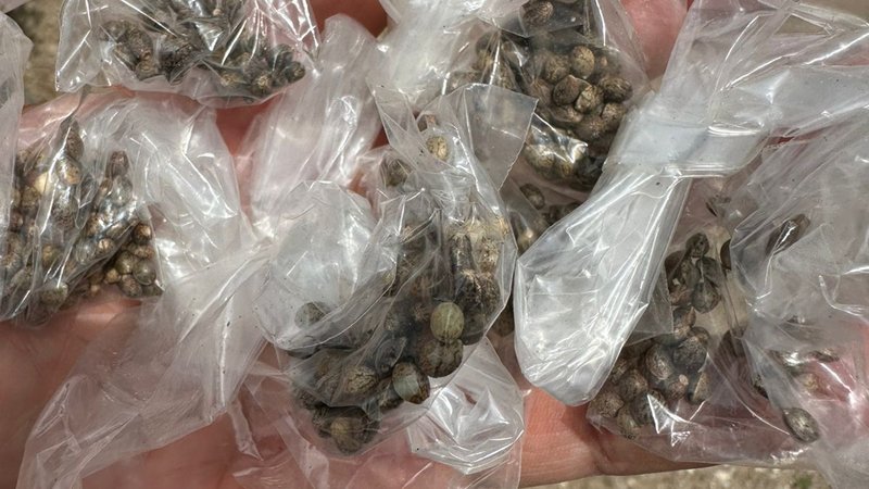 Homem é preso em flagrante por cultivar maconha no quintal de casa em Macambira