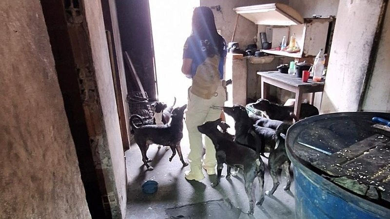 Homem é preso por maus-tratos contra 26 cães em Cristinápolis