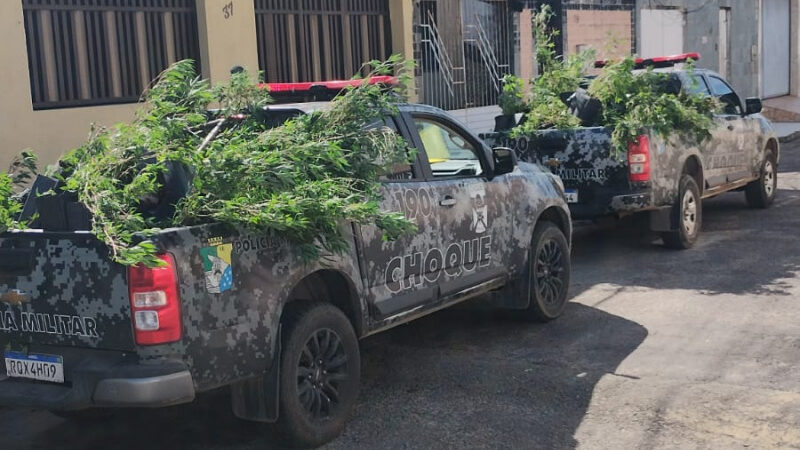 PM flagra estufa sofisticada com cerca de 300 plantas de maconha no Conjunto Marcos Freire II