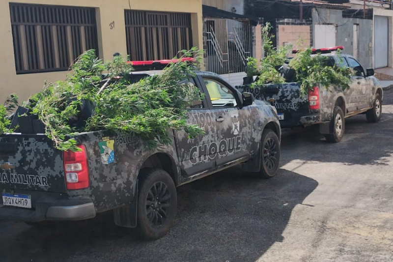 PM flagra estufa sofisticada com cerca de 300 plantas de maconha no Conjunto Marcos Freire II