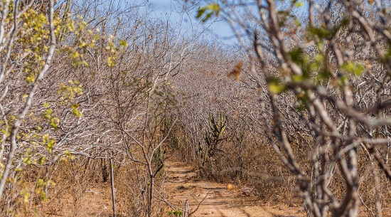 Governo federal reconhece situação de emergência por seca em Canindé de São Francisco