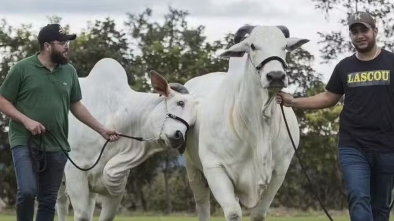 Henrique & Juliano transformam fazenda em negócio de peso no agro