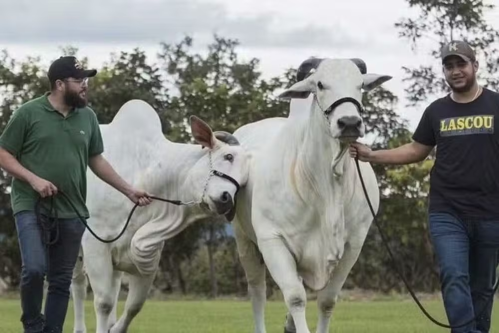 Henrique & Juliano transformam fazenda em negócio de peso no agro
