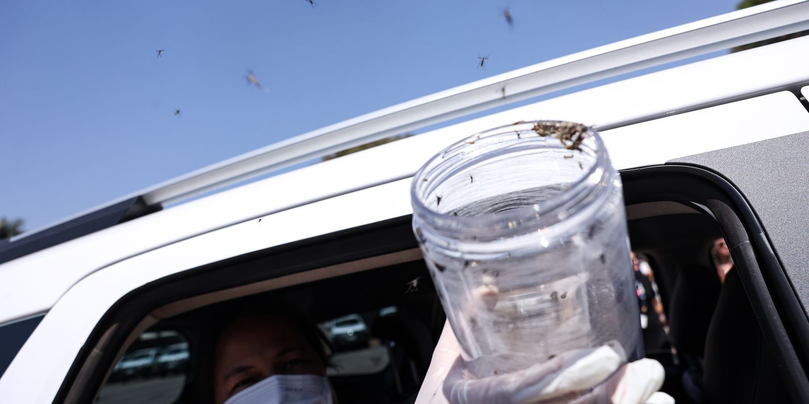 Ministério da Saúde libera 50 mil mosquitos estéreis para conter Aedes aegypti em aldeia de Pernambuco