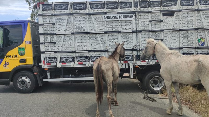 Operação Boiadeiro apreende 12 animais soltos em rodovias de Sergipe