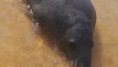 Peixe-boi-marinho é visto em comunidades do Baixo São Francisco