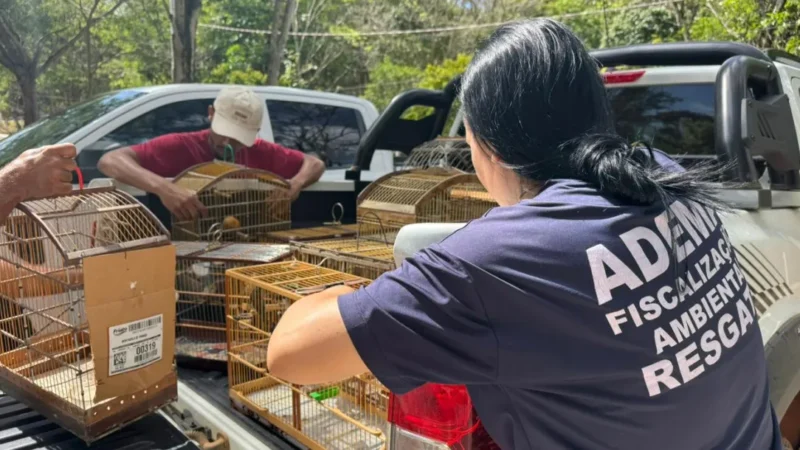 Adema devolve 81 aves silvestres ao habitat natural em Sergipe