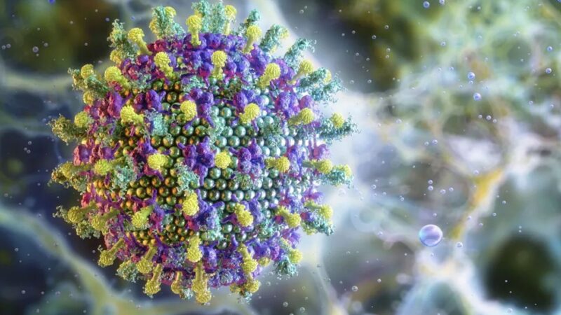 Ministério da Saúde descarta risco do vírus Nipah para o Brasil