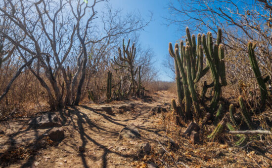 Governo federal reconhece situação de emergência em Carira por causa da seca