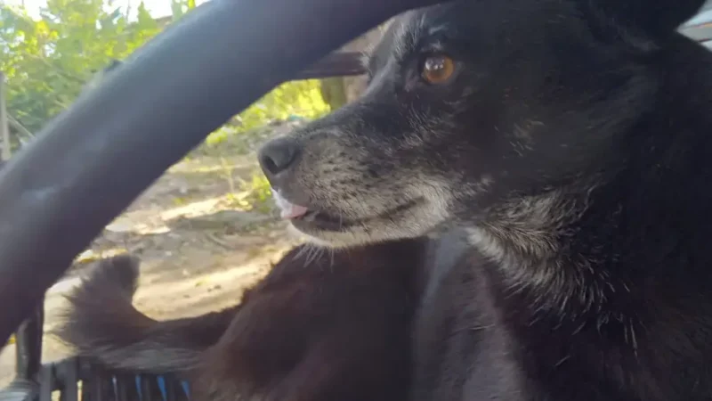 Depama prende homem suspeito de matar cadela a golpes em Aracaju