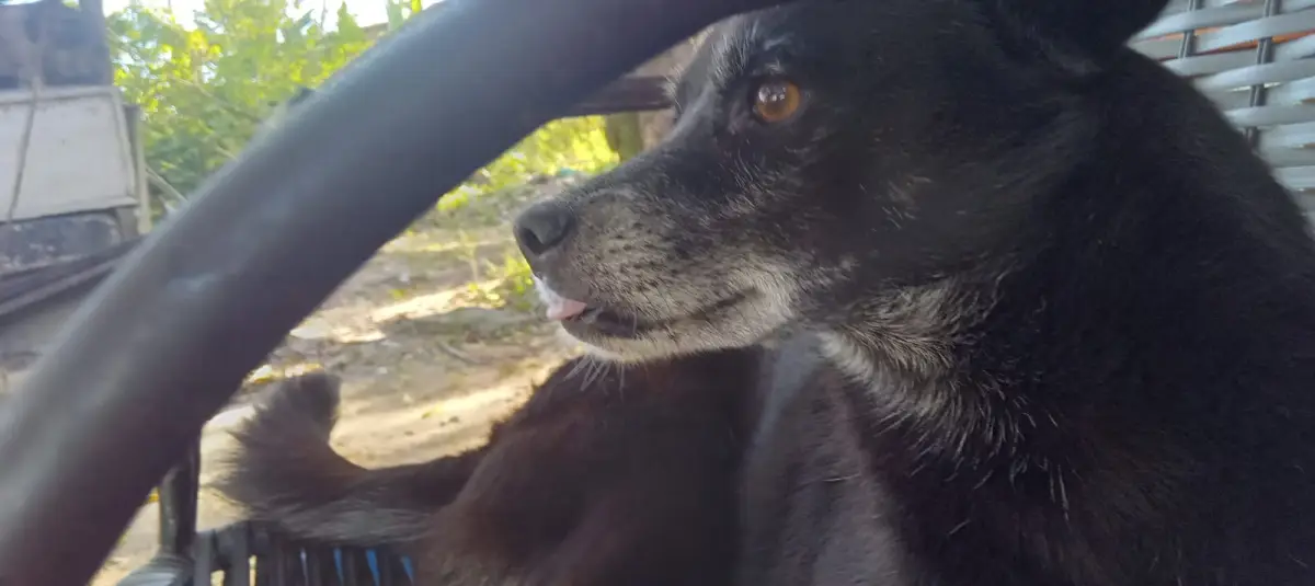 Depama prende homem suspeito de matar cadela a golpes em Aracaju