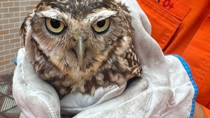 Coruja é resgatada após ficar presa em telhado de residência em Propriá