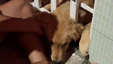 Filhote de cachorro é resgatado após ficar preso em portão em Lagarto
