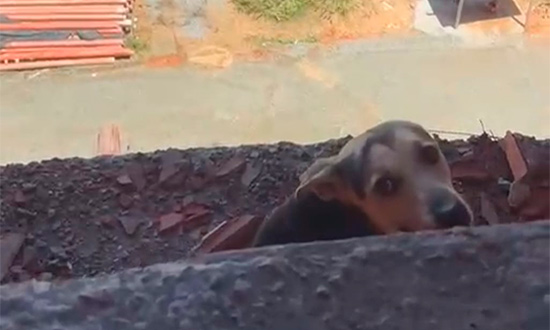 Cachorro é resgatado pelos bombeiros após ficar preso em prédio em obras em Aracaju