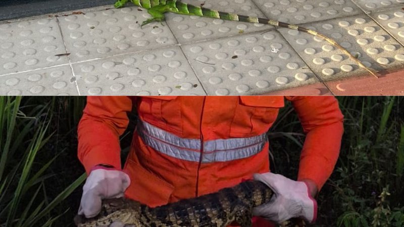 Jacaré e iguana são capturados em ocorrências no interior de Sergipe