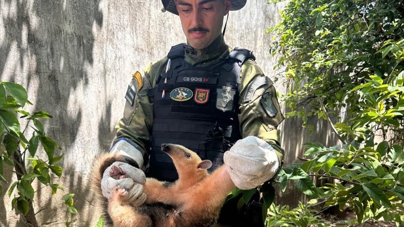 Tamanduá é resgatado após risco de ataque de cães em Aracaju