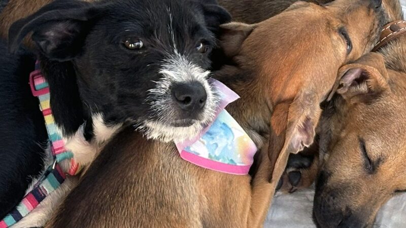 Campanha de adoção busca novos lares para cães e gatos em Aracaju
