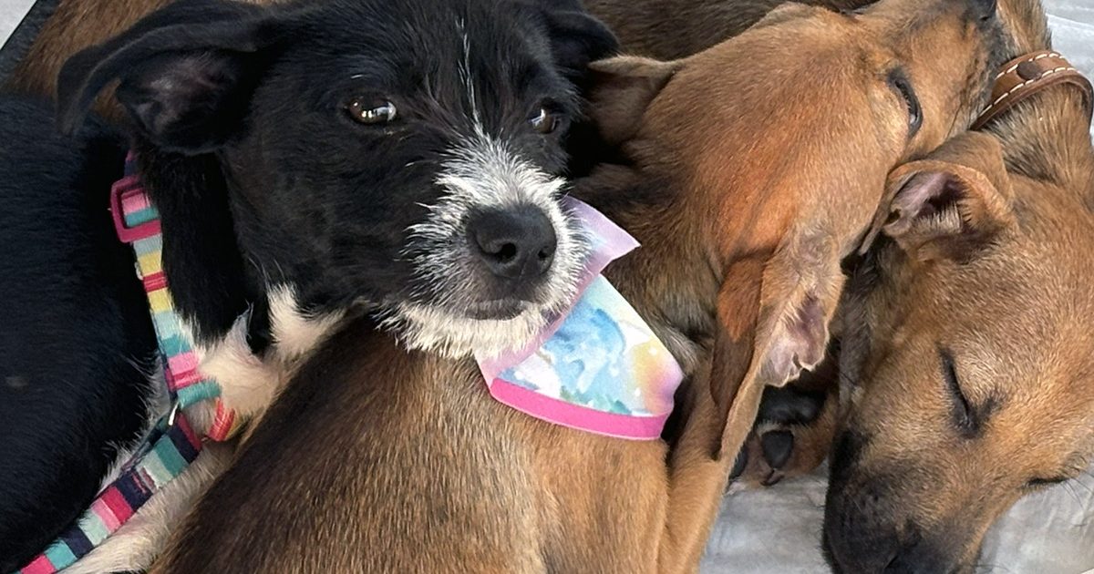 Campanha de adoção busca novos lares para cães e gatos em Aracaju