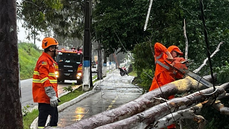 Chuva derruba árvore e interdita trecho de rodovia em Cedro de São João | Sergipe