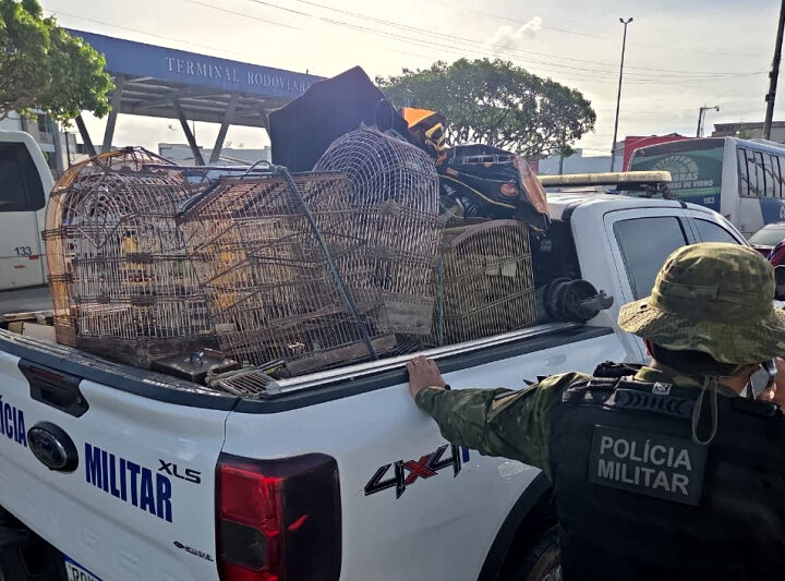 PMSE resgata mais de 150 aves silvestres e coíbe crimes ambientais no Agreste sergipano durante o fim de semana