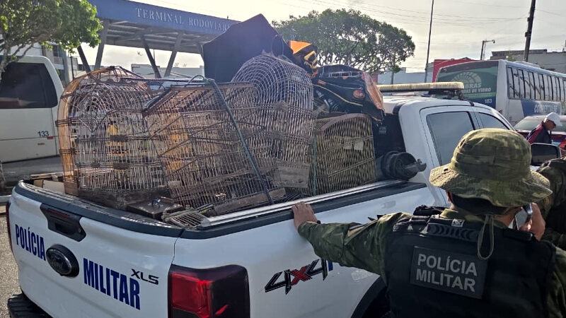 PMSE resgata mais de 150 aves silvestres e coíbe crimes ambientais no Agreste sergipano durante o fim de semana