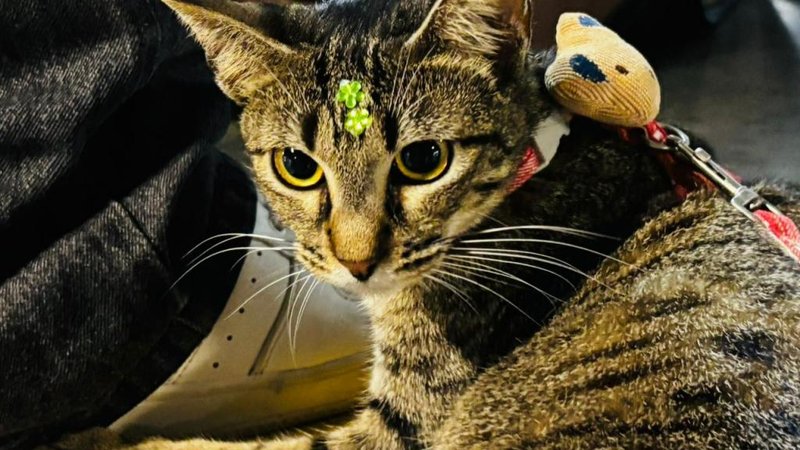 Campanha incentiva adoção responsável de cães e gatos em Aracaju