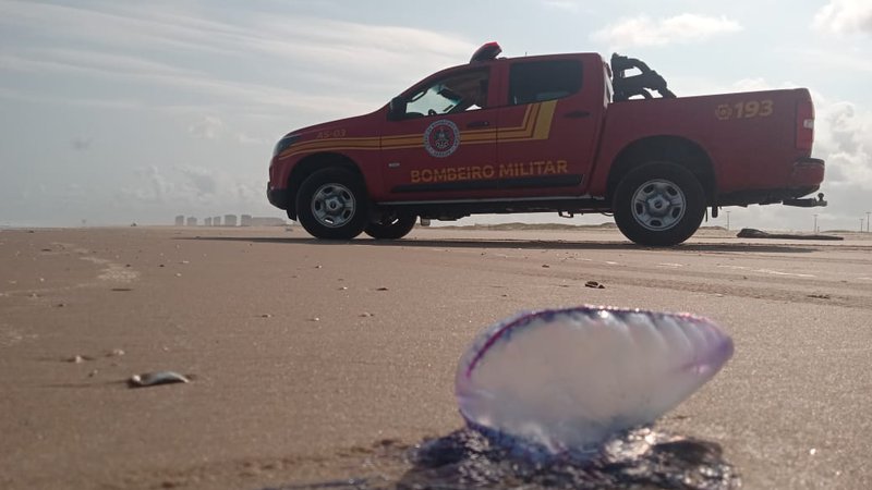 Corpo de Bombeiros registra 146 acidentes com caravelas nas praias de Aracaju