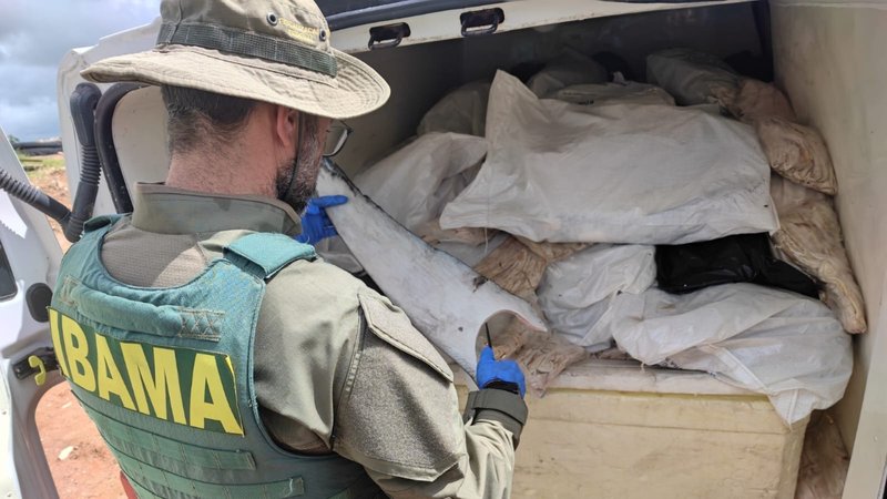 PRF apreende 1,6 tonelada de barbatanas de tubarão e bexigas natatórias em Sergipe