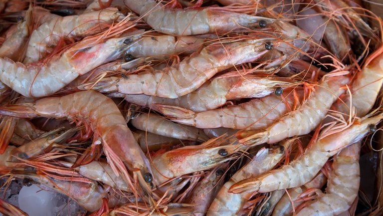 Pesca de camarão terá restrição maior no litoral sergipano a partir da próxima safra