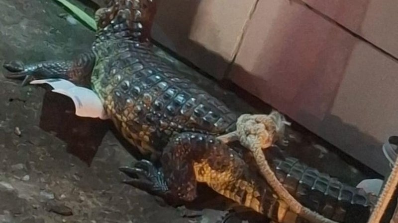 Jacaré é resgatado em Nossa Senhora do Socorro