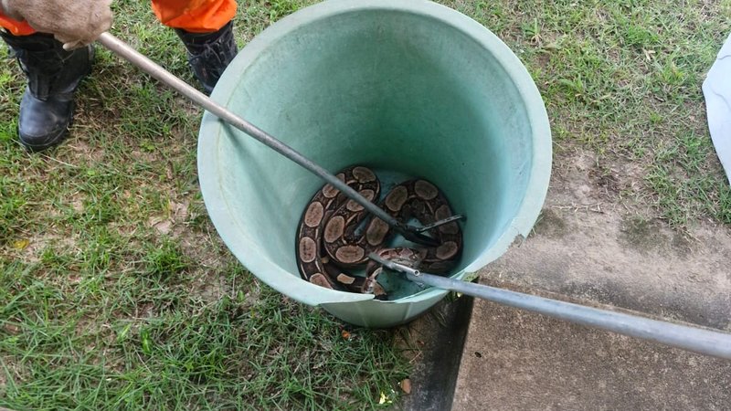 Jibóia é capturada em Itaporanga d’Ajuda