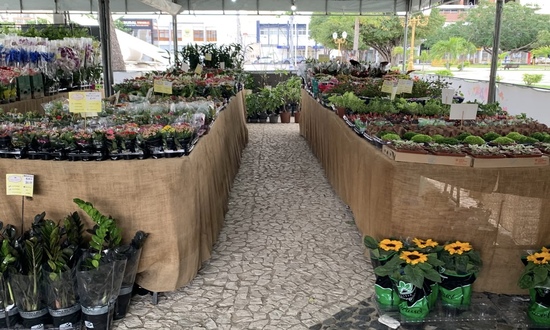 Feira de Flores de Holambra movimenta Aracaju com mais de 200 espécies