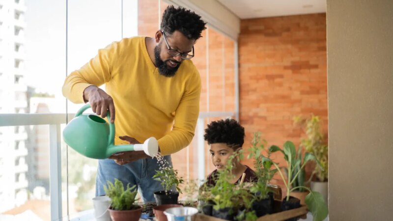 Plantas: como escolher a melhor para cada ambiente da casa