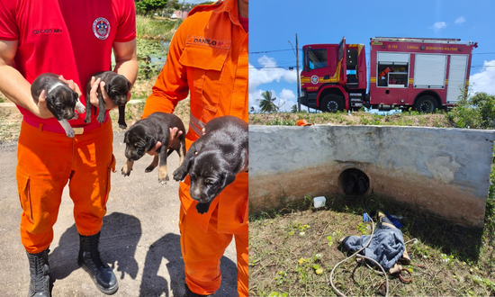 Quatro filhotes de cachorro são resgatados de manilha em Aracaju