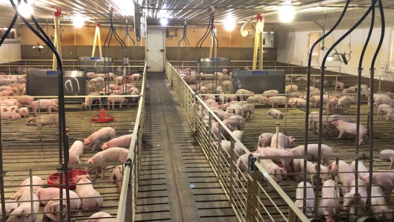Exportações de carne suína chegam a 1,2 milhão de toneladas até setembro