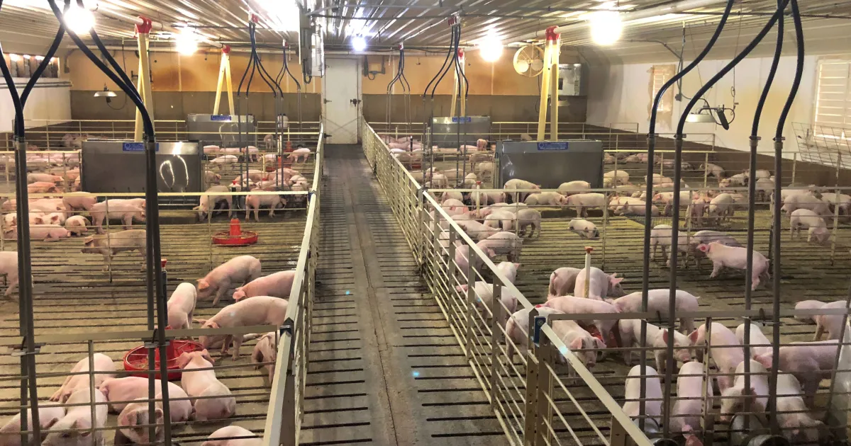 Exportações de carne suína chegam a 1,2 milhão de toneladas até setembro