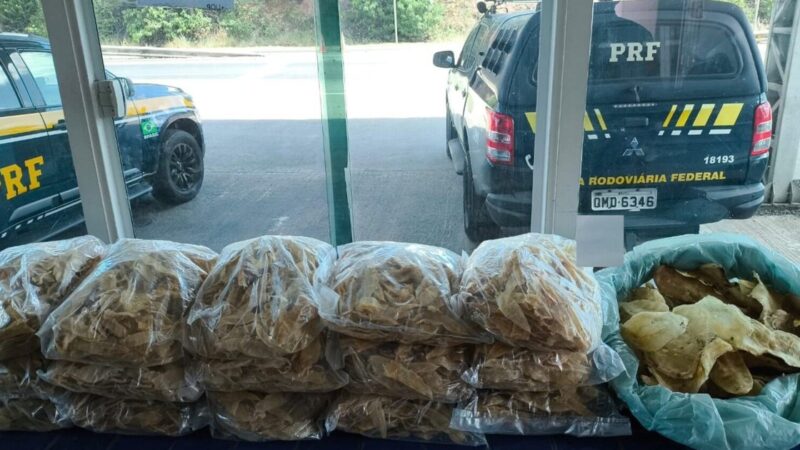 PRF apreende 29 kg de partes de tubarão transportadas irregularmente em Estância