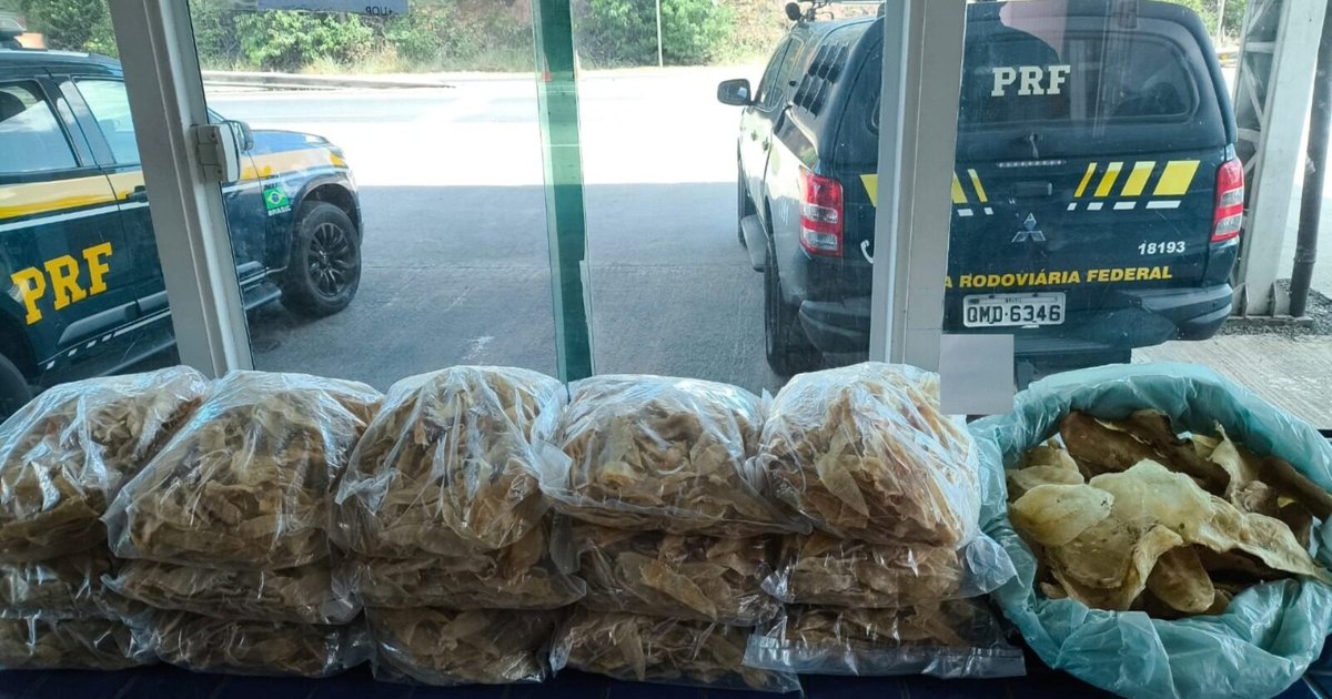 PRF apreende 29 kg de partes de tubarão transportadas irregularmente em Estância